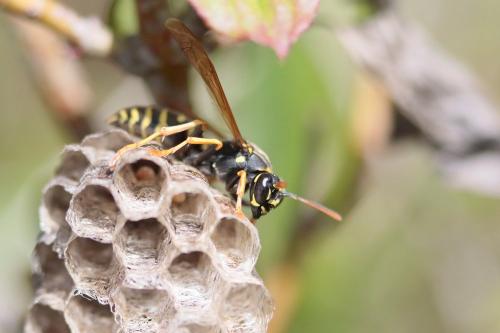 Polistes nimpha